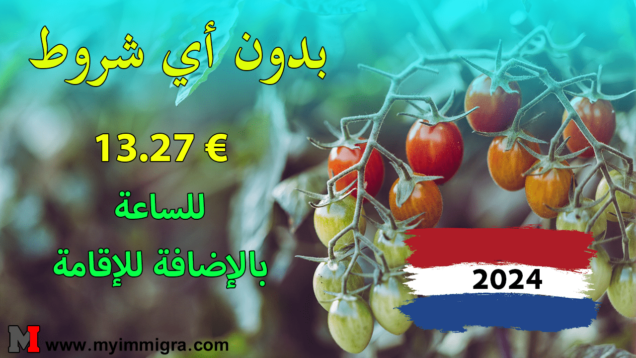 الهجرة من أجل العمل في هولندا في عام 2024